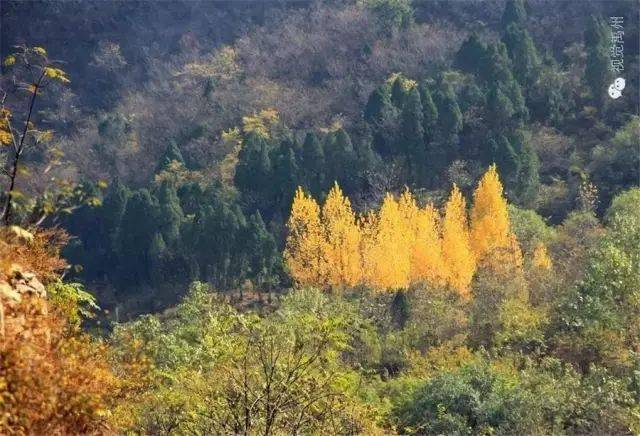 鸠山镇张家庄村