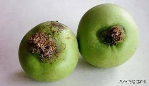 春天连绵降雨后温度适宜一定要做好梨锈病的预防