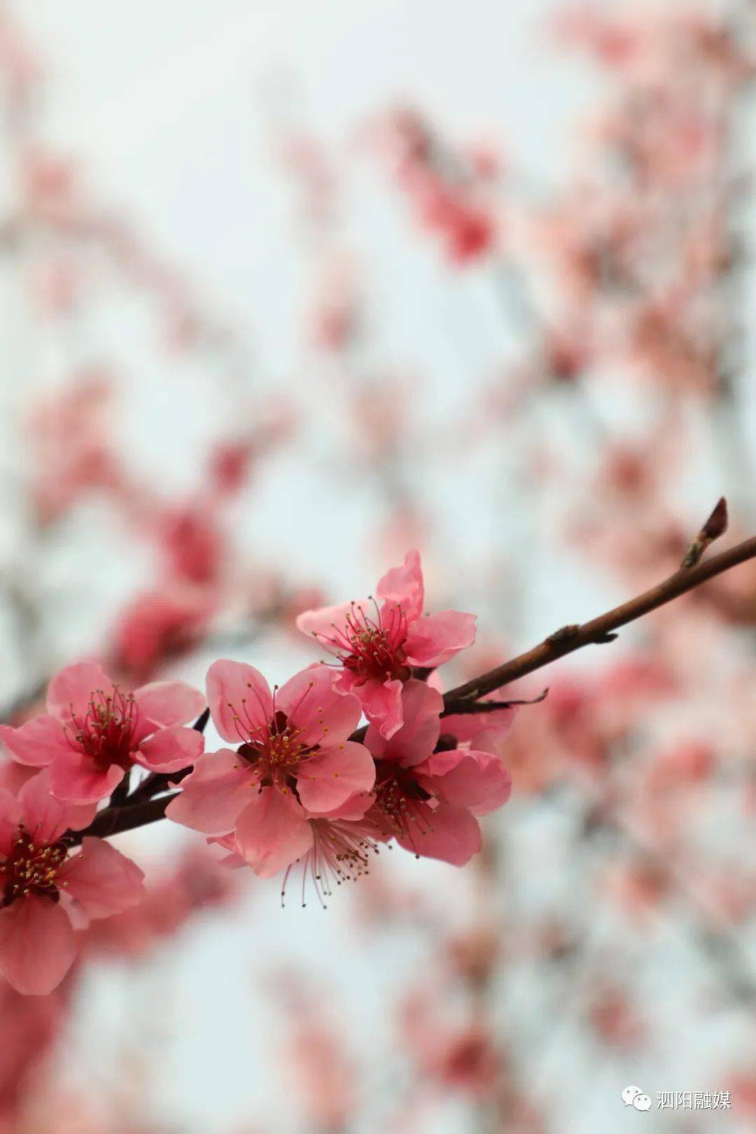 升了升了直冲20度