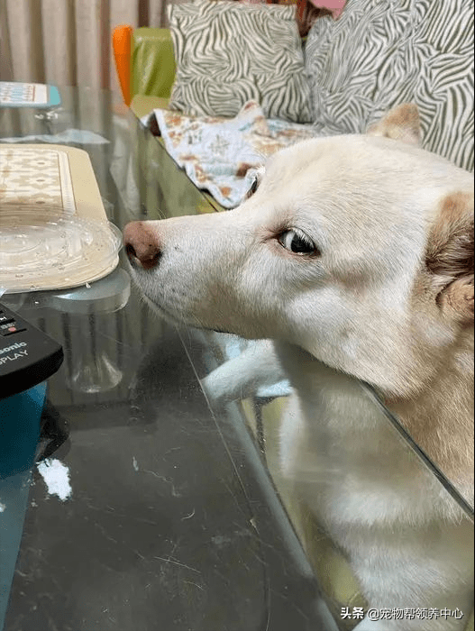 狗狗天生臭脸网友表示魔性表情包快来拿