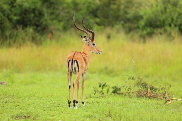 乐园|野生动物的乐园：卢旺达阿卡盖拉国家公园