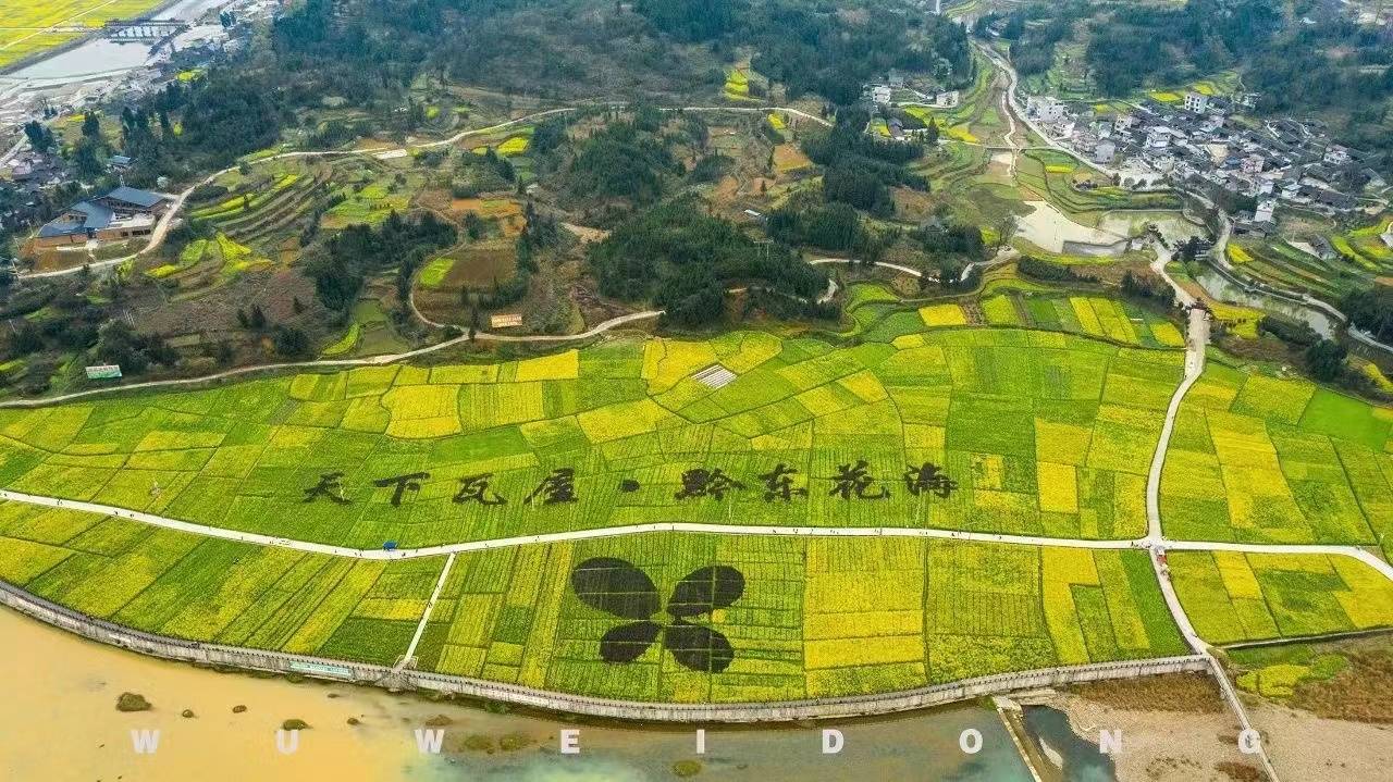 赴一场金色花海的油菜花之约碧江瓦屋邀你来