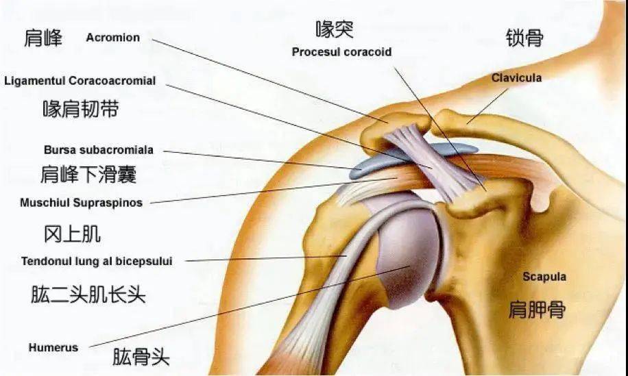 近照|杨紫近照吓人, 暴瘦成第二个“鲁豫”, 真实原因让人心酸！