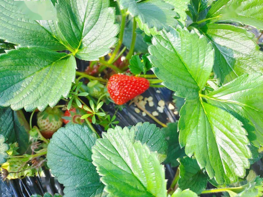 城固县|Hey~ 这是篇很甜的推送→