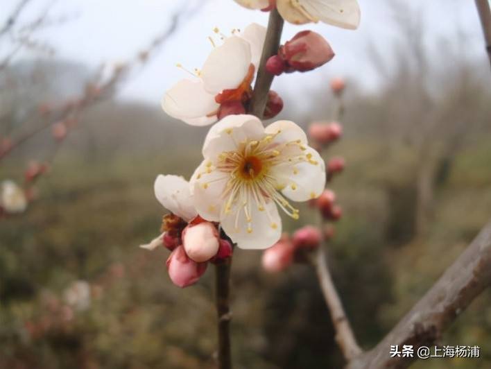 淡单粉长丝单粉单瓣(江梅)品种群:江梅品种群梅花为最古老的花梅品种