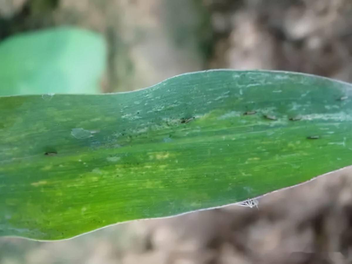蓟马危害图解及其防治要点