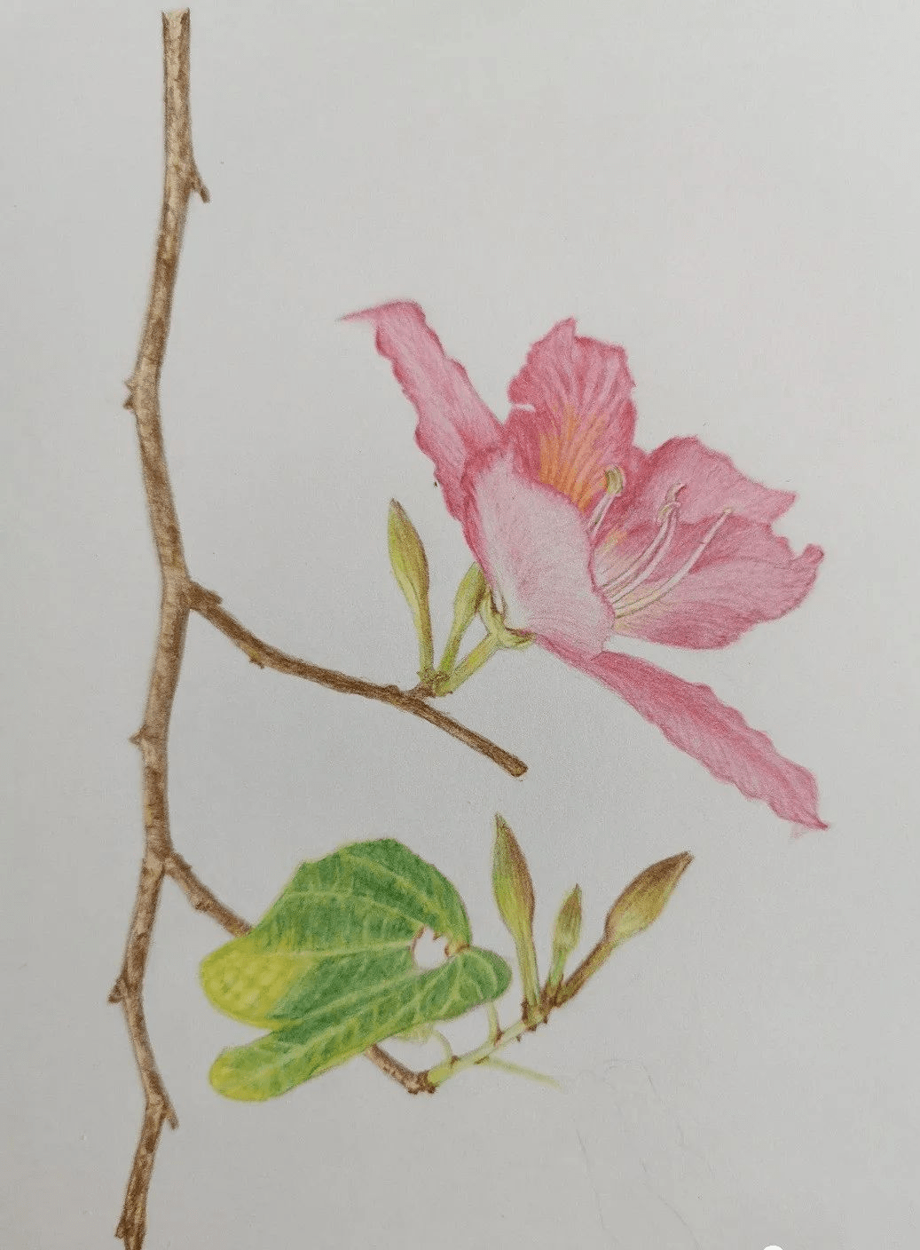 紫荆花怎么画简单图片