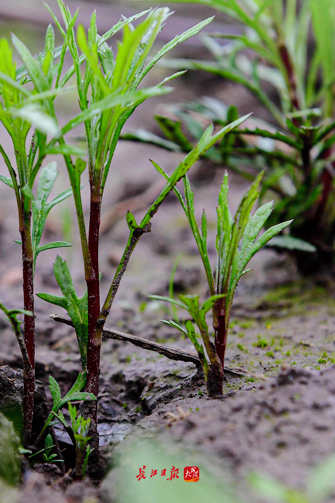 "蒌蒿满地芦芽短,正是河豚欲上时",这"蒌蒿"就是武汉人爱吃的野藜蒿
