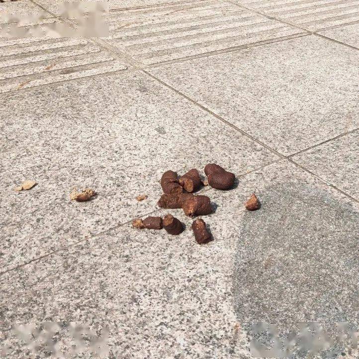 家有宠物的看过来._管理_镇江市_粪便