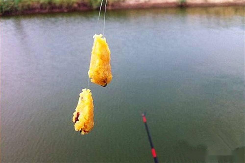 春季釣鯉魚餌料加點這些東西誘魚效果翻倍釣大鯉魚很輕鬆