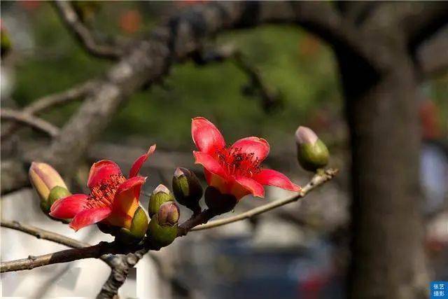 满园春色|赏桃花何须远行，桃花故里最仙境，广州白云山桃花涧让人流连忘返