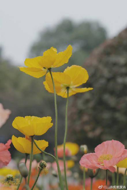 虞美人|春暖花开的季节有多美