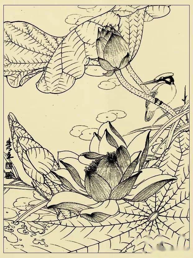 李晓明很漂亮的工笔花鸟画白描稿值得一看
