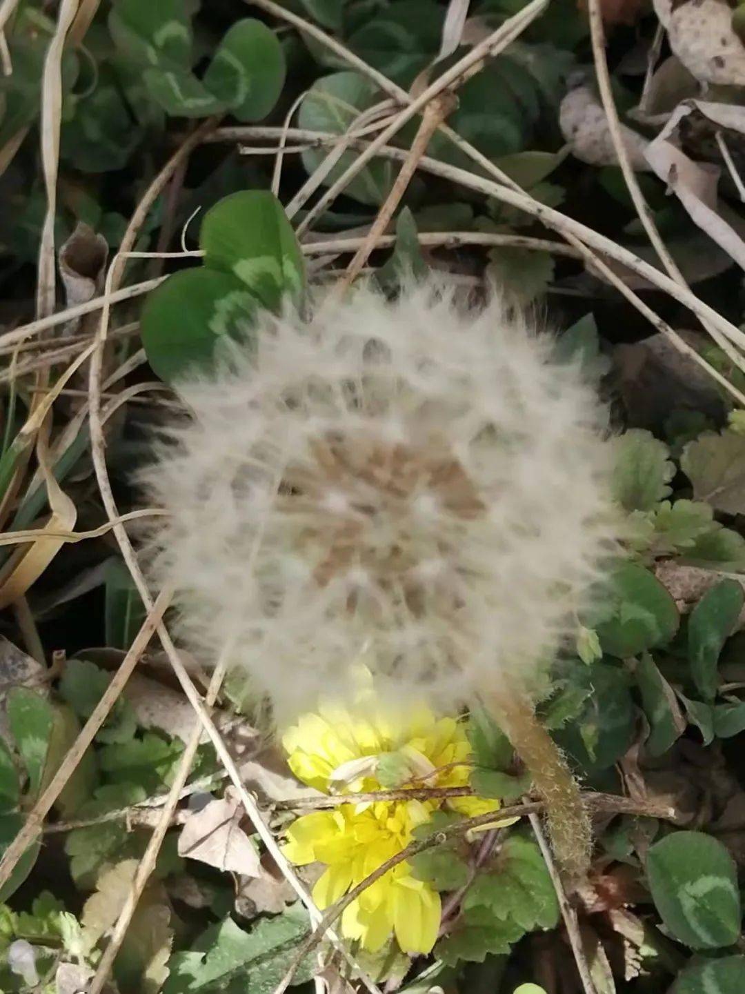 【蝶语兰心】张剑龙:一朵蒲公英,开在早春的边缘(外一首)_黎明_枝头