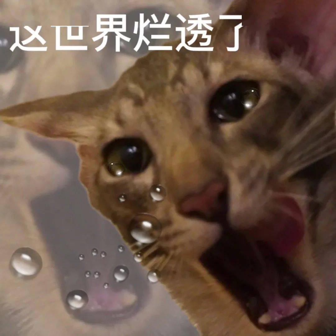 让我看看可爱沙雕表情包谁不想要