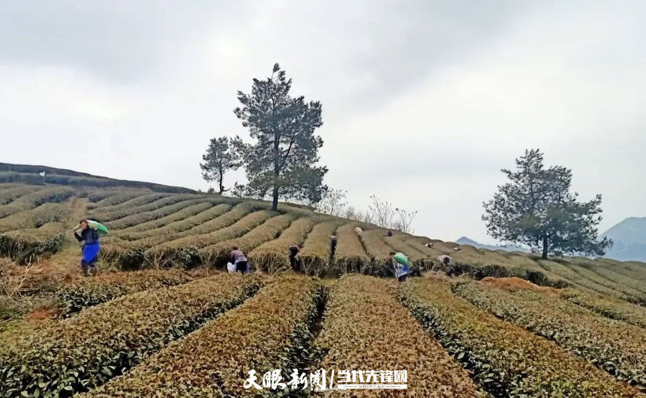 印江杨柳镇抢抓农时服务春耕备耕打好农业生产第一仗