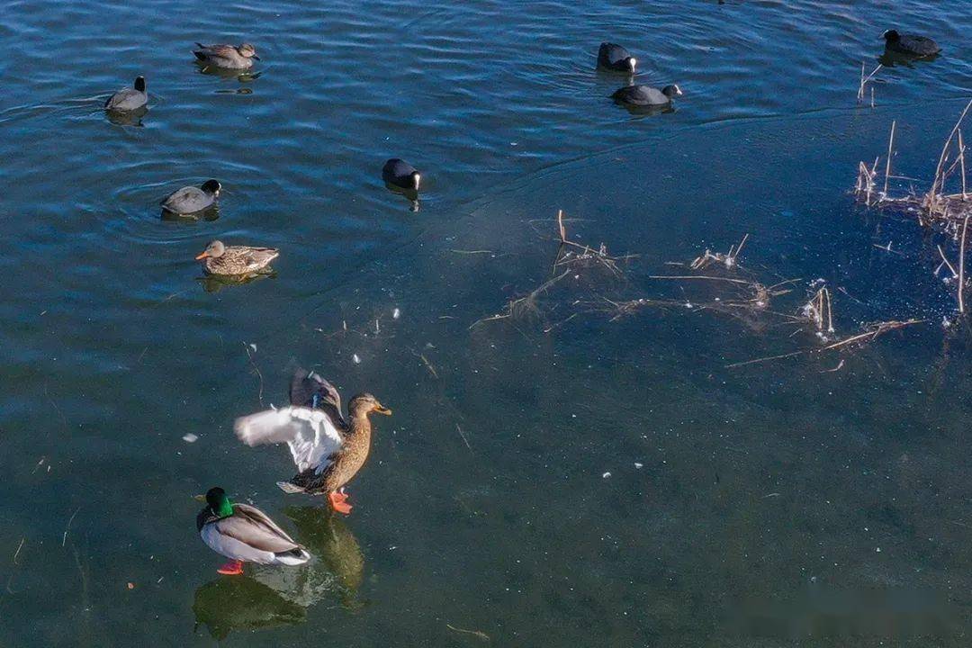 生态|春江水暖鸭先知 招远生态水岸野鸭成群把春报
