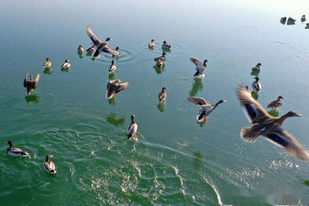 生态|春江水暖鸭先知 招远生态水岸野鸭成群把春报