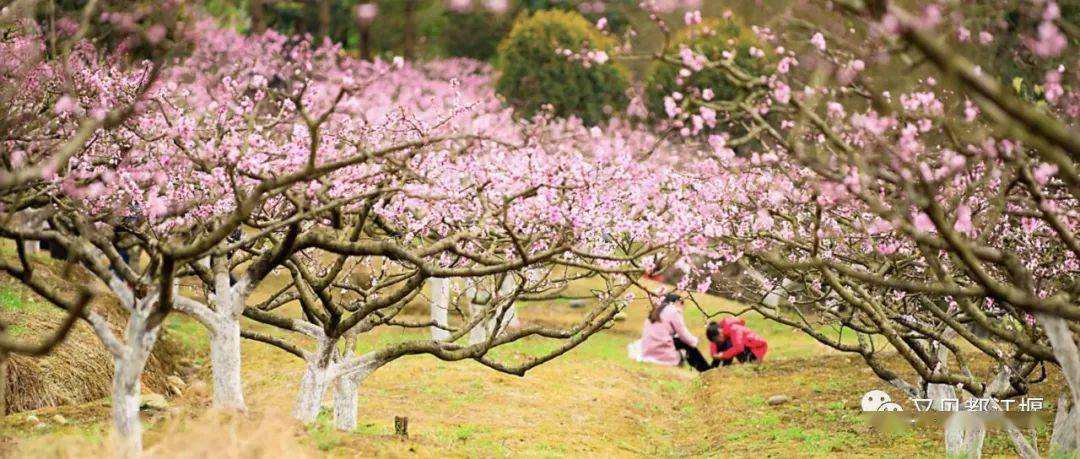 攻略|又见花开都江堰 | 三月赏花攻略来袭，快来邂逅“花花世界”！