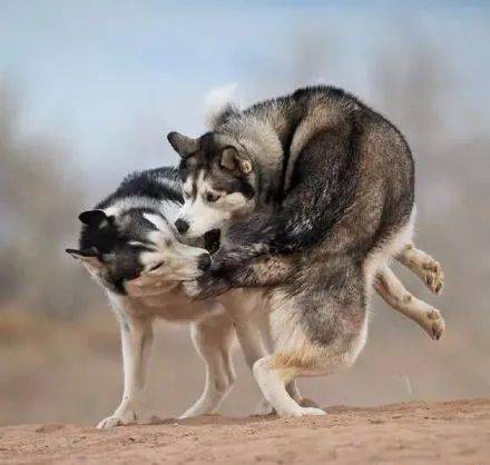 当二哈遇上二哈,它们是用这样奇葩的方式打架,太沙雕了,哈哈哈_尾巴