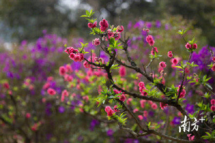 春风|花花仙境！南国桃花醉春风