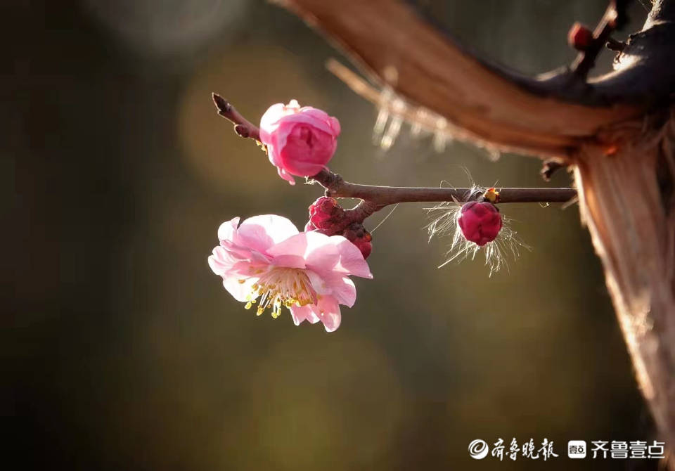 华山湖“湖”拍，粉红的杏梅渐次开放_摄影_戚勇_华山湖