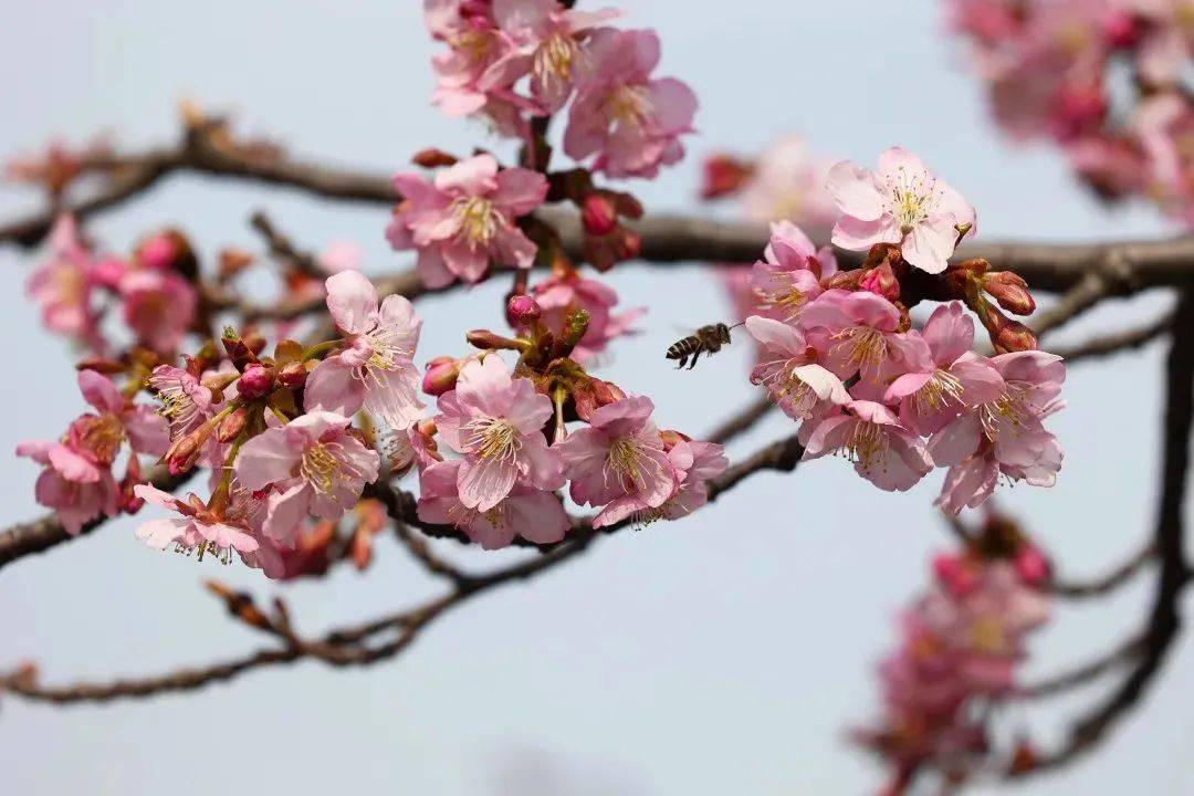 花海|春日花海说开就开，这波浪漫送给如花的你！