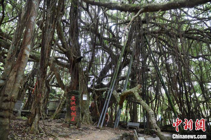 张岳崧|影视剧拍摄带火海南定安古村落