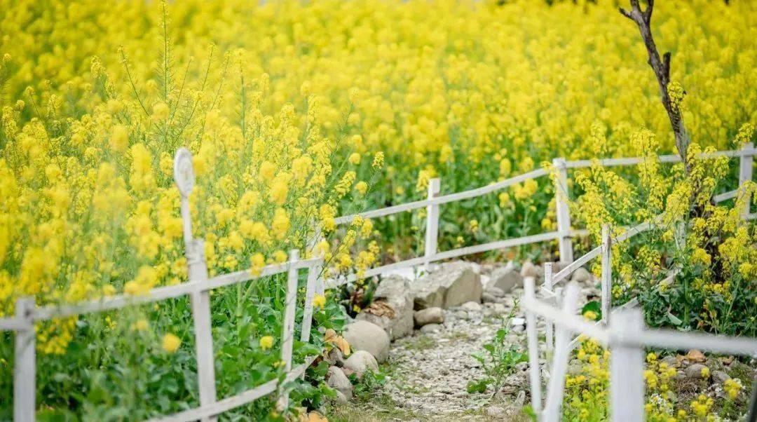 cdkepu|绿道科普｜赏春何必远行，7处油菜花赏花地，现在就出发~