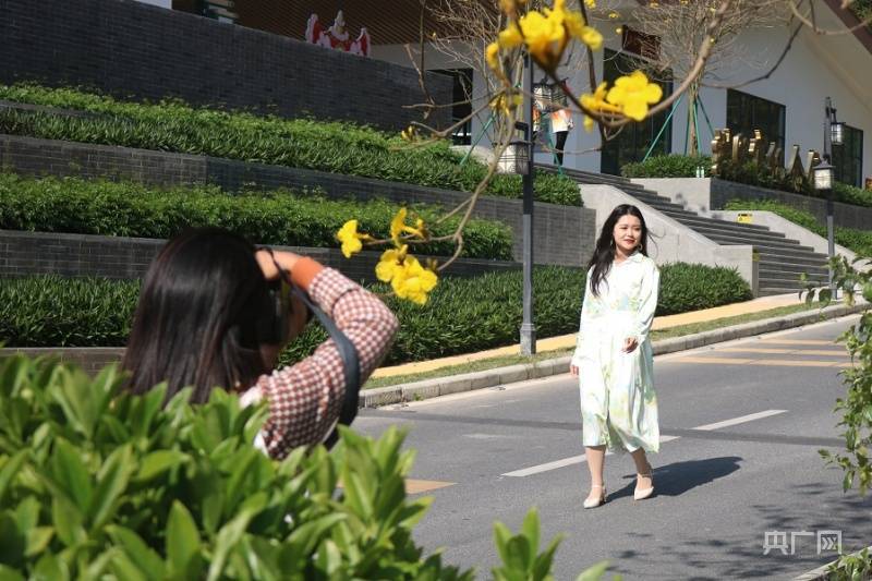 游客|【组图】风铃报春！广州花都黄花风铃迎风怒放