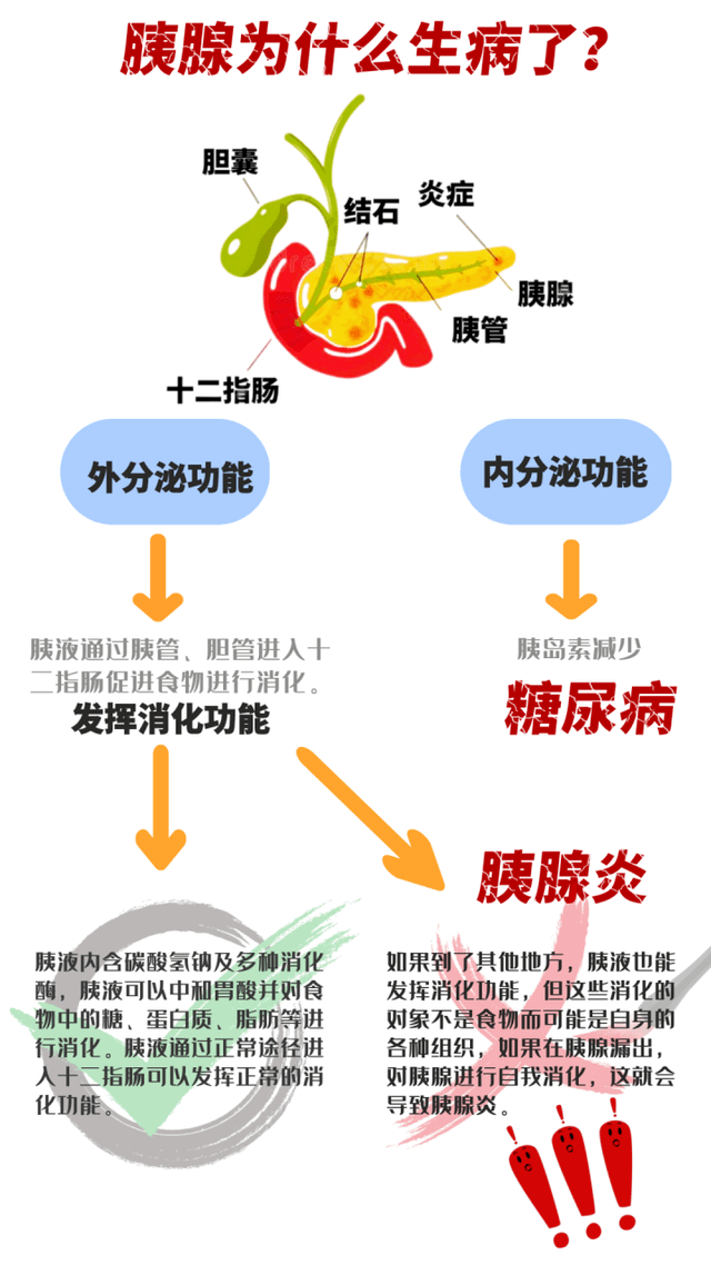 胰腺有什么作用图片