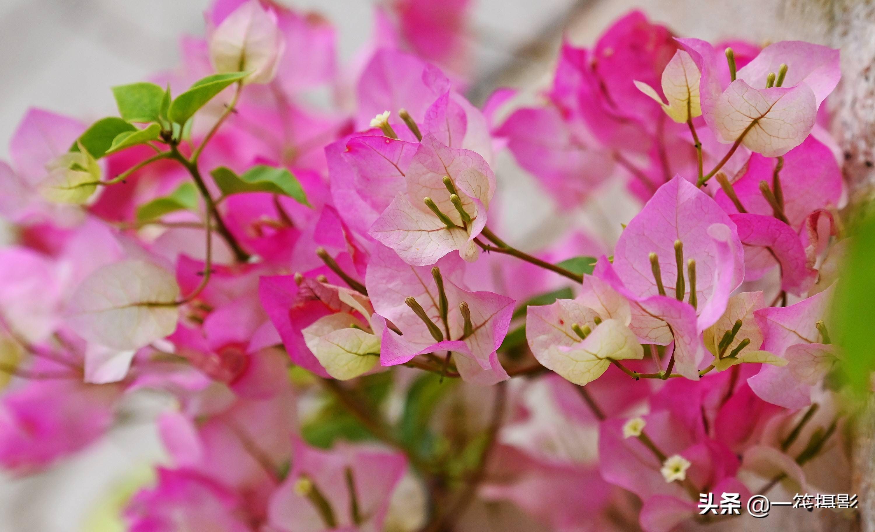 美花欣赏粉色三角梅