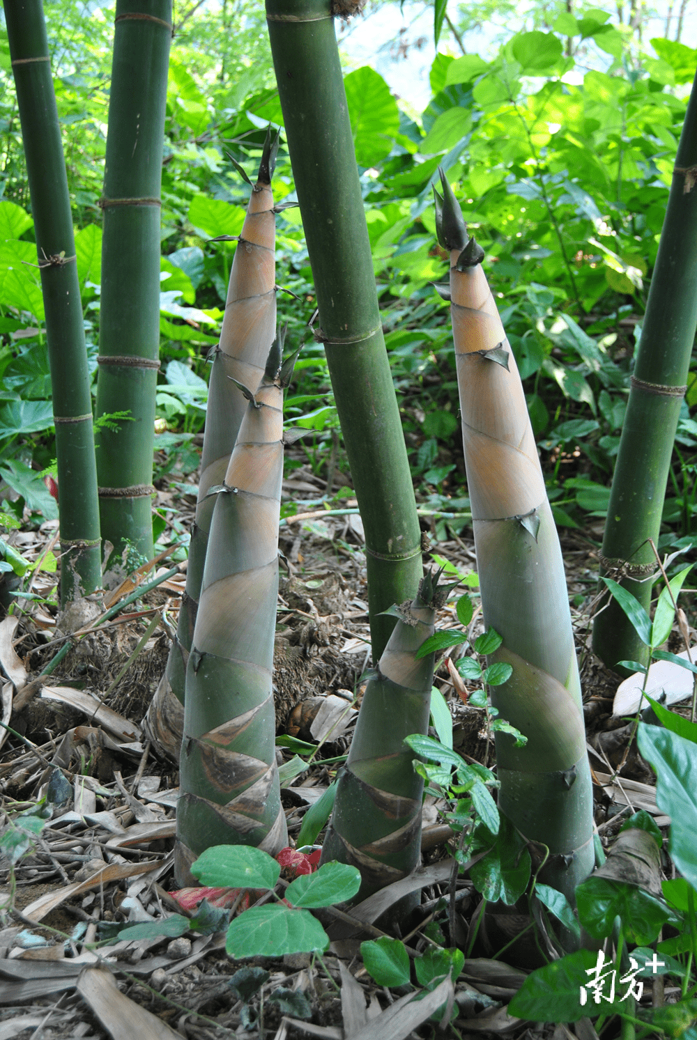 观察|打造百亿支柱产业,英德麻竹笋有何"资本"?_加工_西牛镇_产品