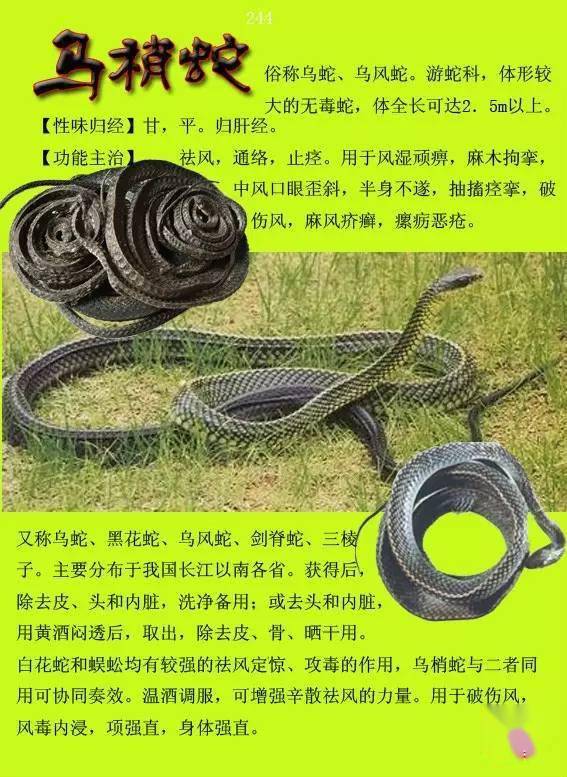 300种常见中草药图谱含功能主治