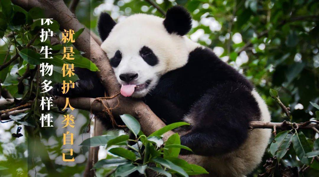 保护生物多样性就是保护人类自己_大熊猫_秦岭_陕西省