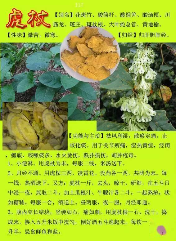 300种常见中草药图谱含功能主治