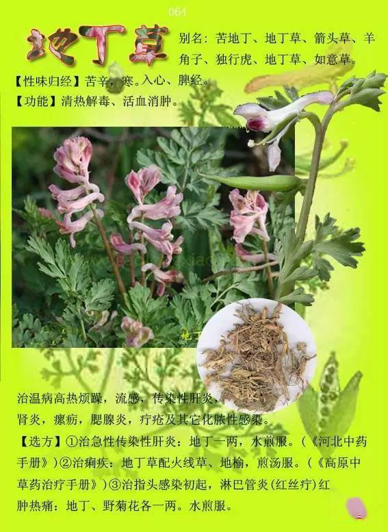 300种常见中草药图谱含功能主治
