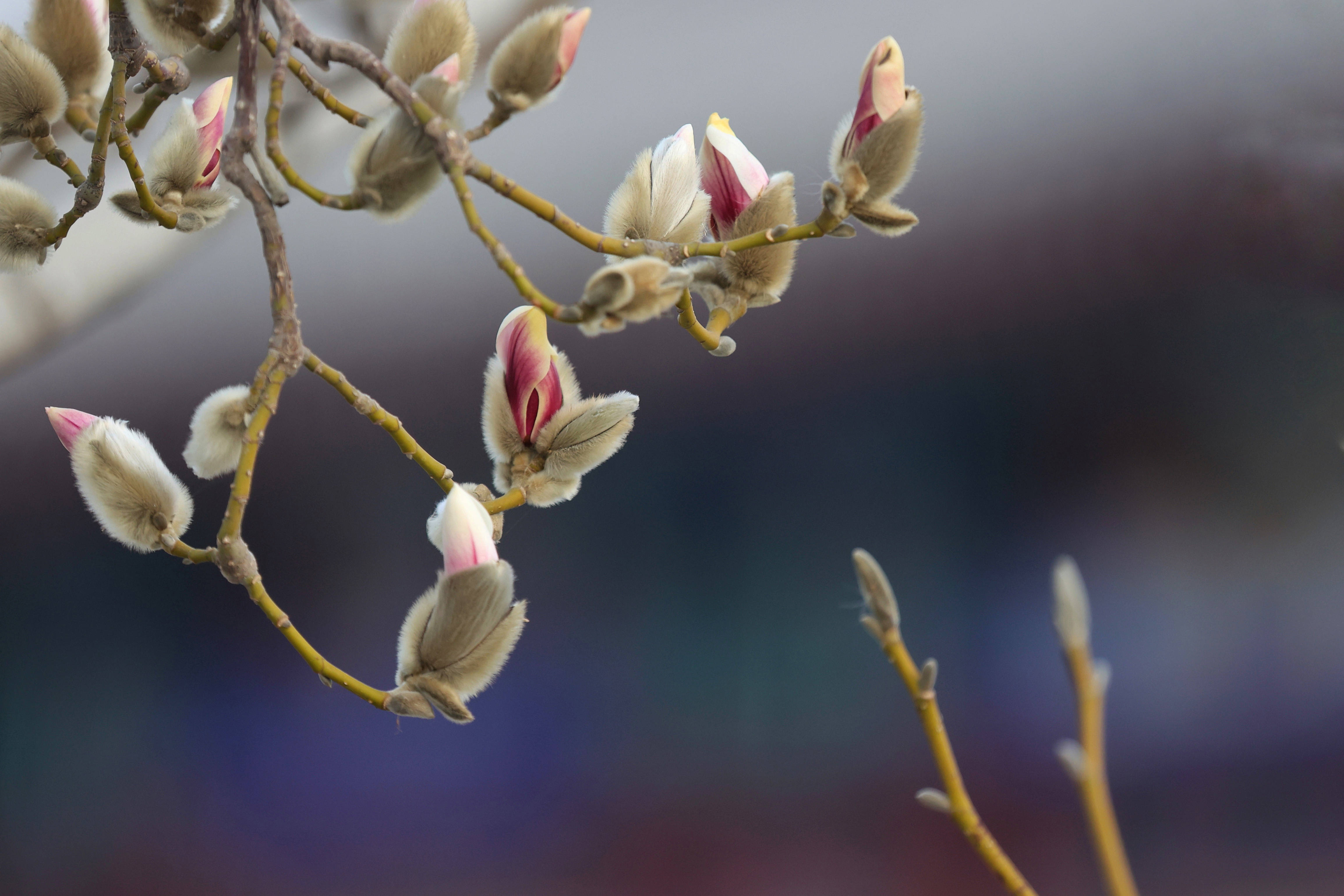 古代|惊蛰时节，暖阳新圃看虫萌