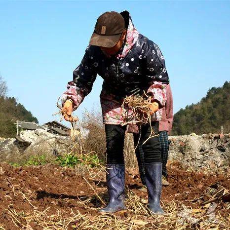 【领跑现代农业新征程】独山桑麻村：种下折耳根 调出“幸福味”_种植_根苗_村民