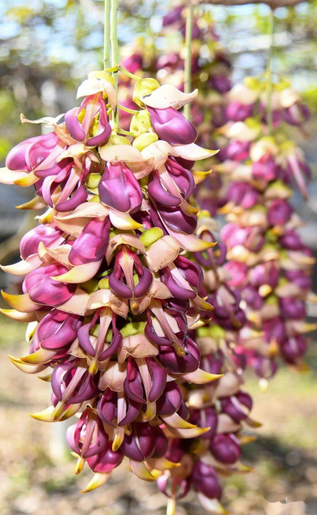 禾雀花开万鸟飞台山禾雀花不容错过