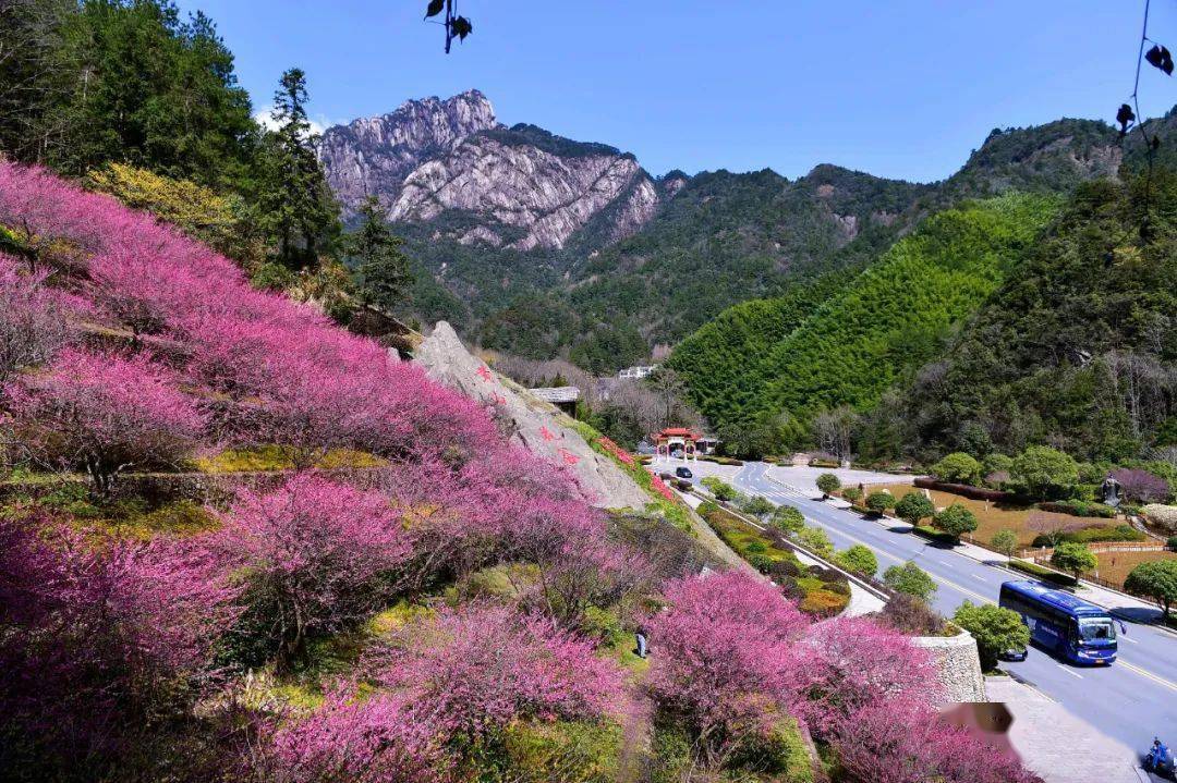 黄山南大门花谷图片