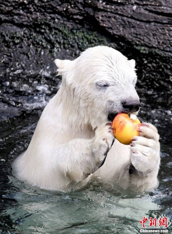 北极熊水池中品尝苹果 不喜味道表情颇为嫌弃_样子_母熊_玩具