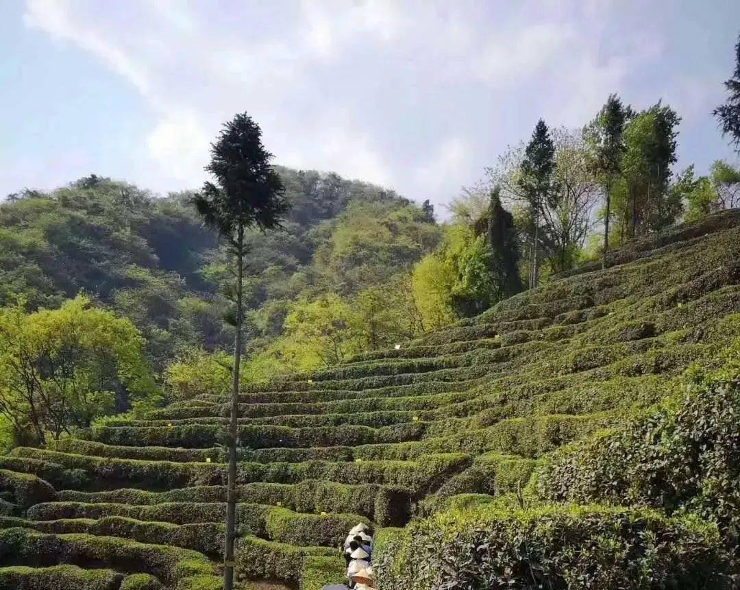 阳春三月都江堰采茶正当时只此青绿间的曼妙茶香就在这里