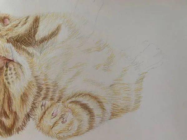 彩铅教程:可爱的小猫画法步骤!