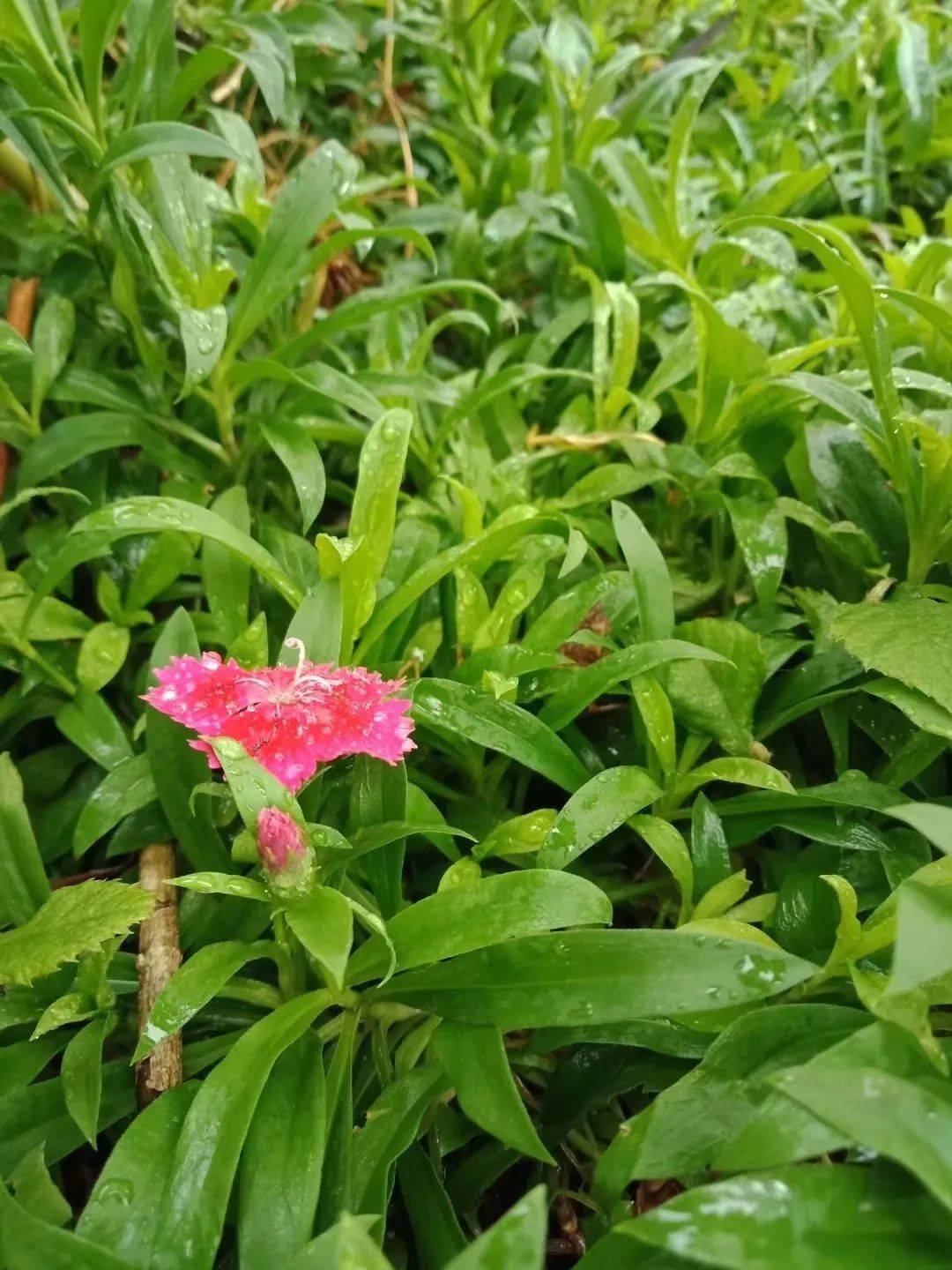 春雨过后,万物复苏,花儿竞相开放.