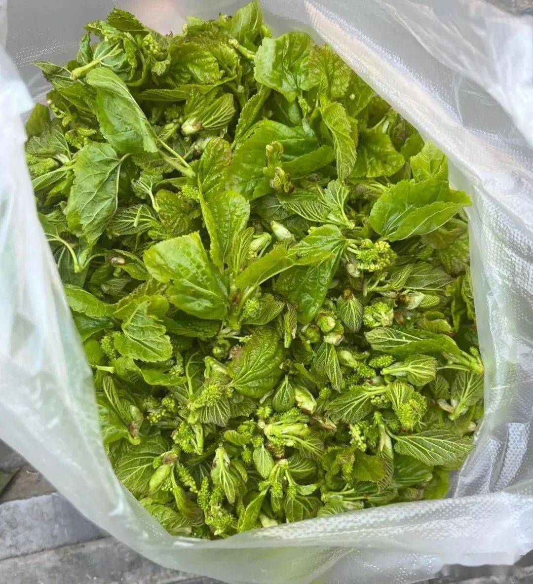 楚雄市场内山茅野菜上市小时候的味道你吃过多少多图