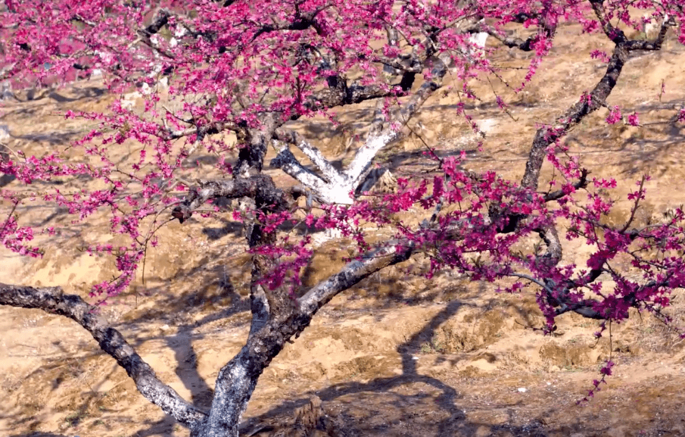 踏春打卡地推荐泰美镇象头山鹰嘴桃园