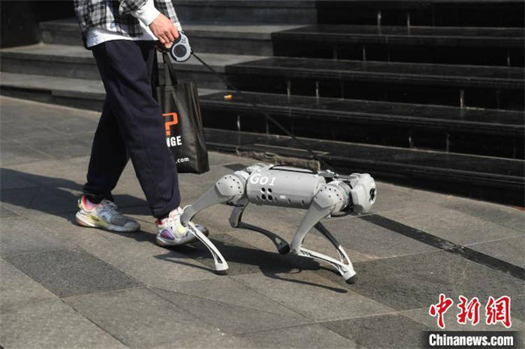 稀奇重庆市民街头遛机器狗被围观