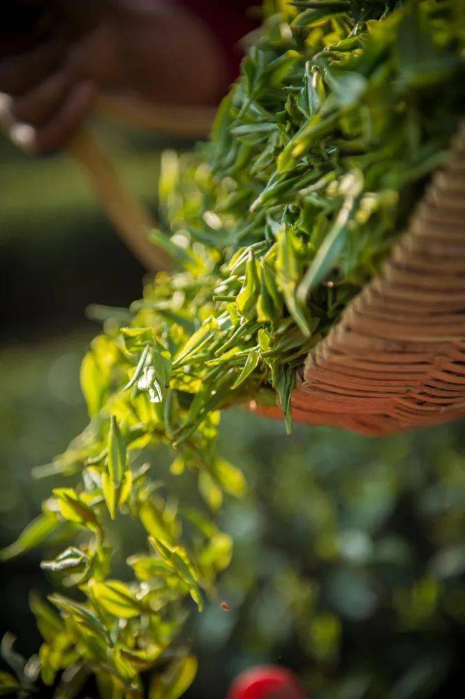 龙井猴魁大红袍江南茶区好热闹