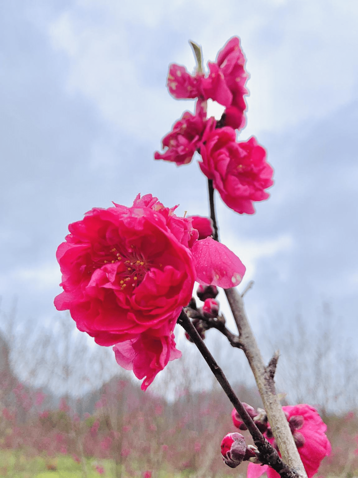 陈莹|中越边关探春季：梦寻桃花源 灼灼芳华惹人醉